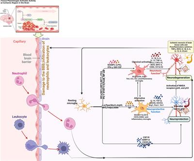 The mechanism of microglia-mediated immune inflammation in ischemic stroke and the role of natural botanical components in regulating microglia: A review